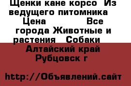 Щенки кане корсо! Из ведущего питомника! › Цена ­ 60 000 - Все города Животные и растения » Собаки   . Алтайский край,Рубцовск г.
